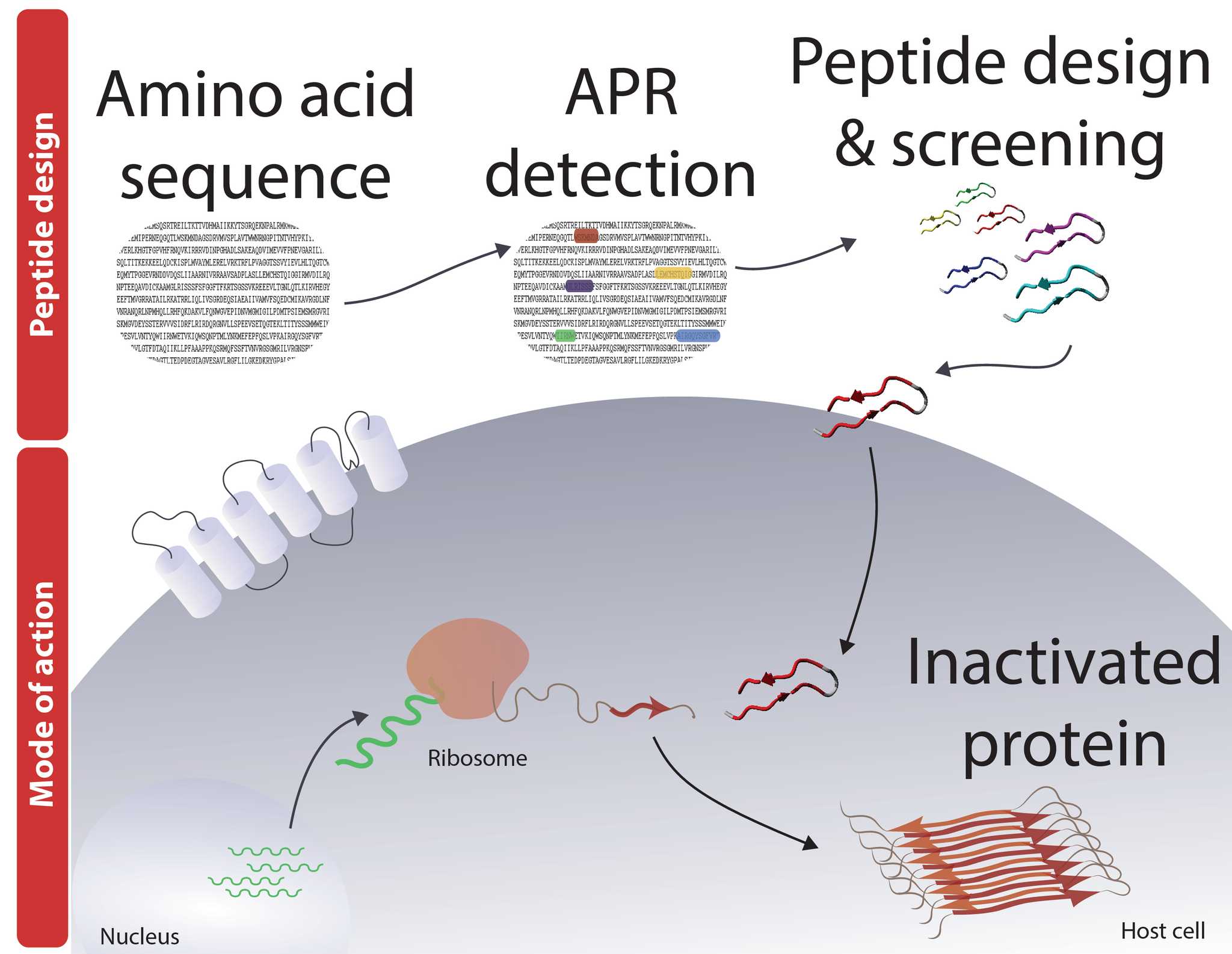 peptinoverview 01